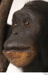 Chimpanzee Bonobo eye face head mouth nose 0001.jpg